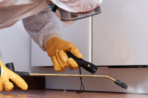 Messie Schädlingsbekämpfung Leonberg